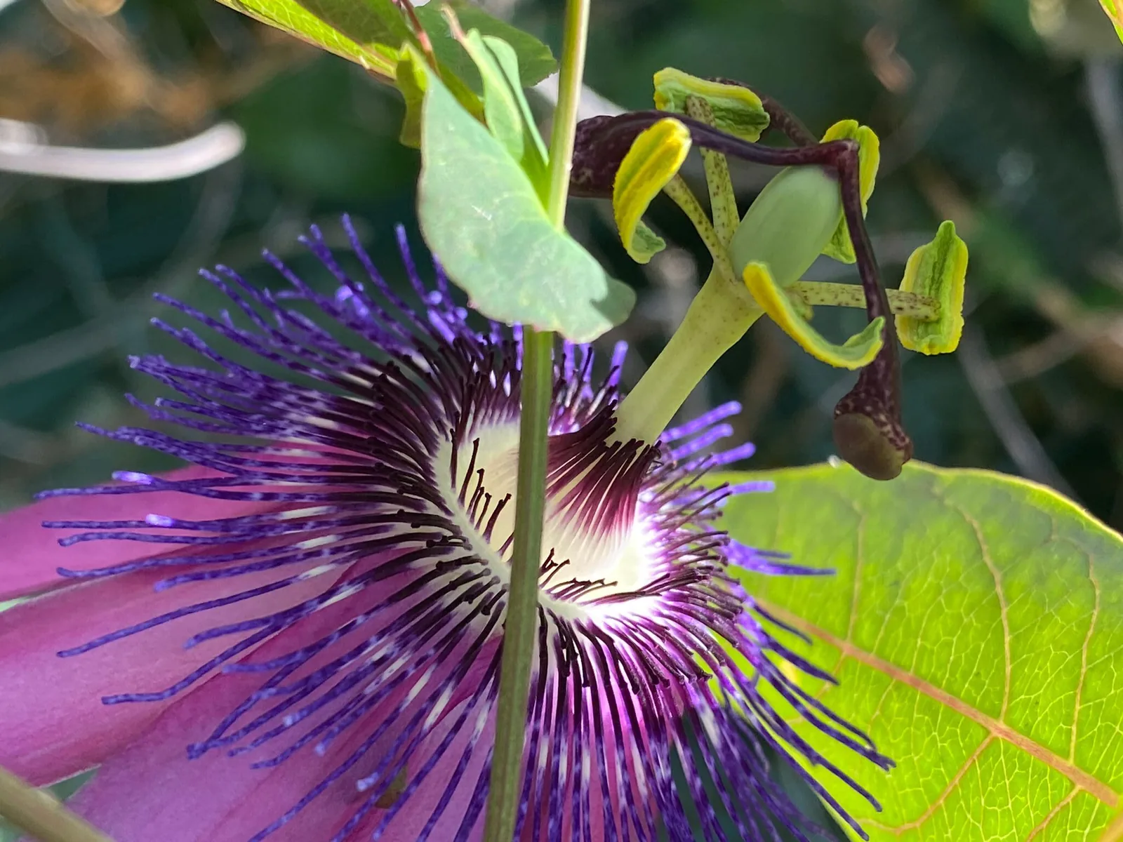 Branding y tienda online para Passion Flower Cosmetic en Fuengirola